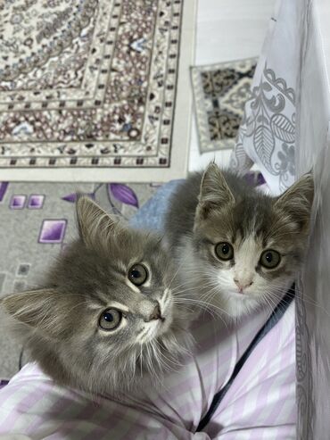кот для вязки: Кошка даром: Сибирская, Девочка, Метис