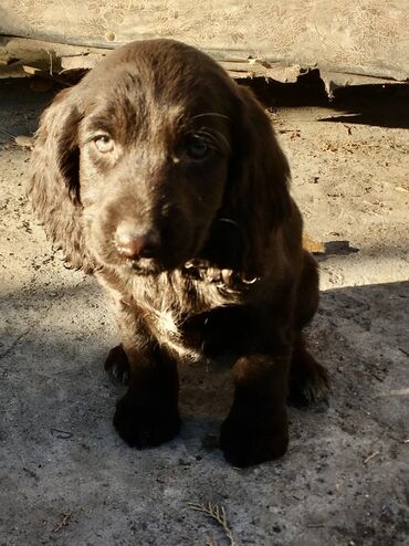 Продажа собак: Спаниель, 3 месяца, Самка, С прививкой — 7