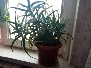 hilba bitkisi nedir v Azərbaycan | DIGƏR OTAQ BITKILƏRI: 7 illik Aloe bitkisi, səliqəli baxılıb