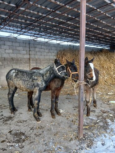 Другие с/х животные: ТАЙЛАР сатылат баасы 58 000 сом денсоолугу зынк at lalafo.kg — 14 Другие с/х животные: ТАЙЛАР сатылат баасы 58 000 сом денсоолугу зынк — 14