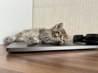 Pişiklər: Şinşilla -da lalafo.az — 15 Pişiklər: Şinşilla — 15