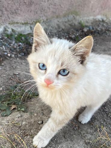породистые собаки ищут дом: Котята первый девочка а второй мальчик - Описание: два очаровательных — 2