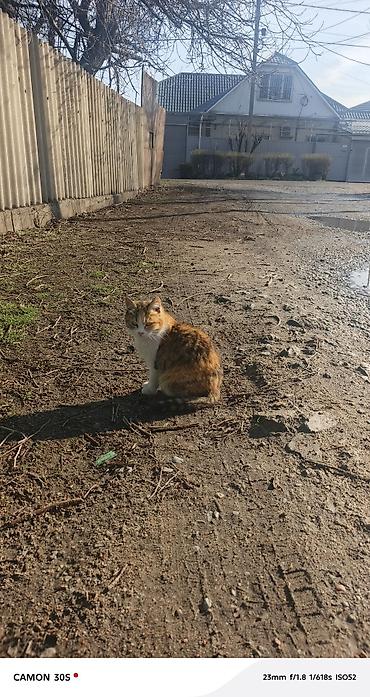 Отдам даром кошку: Кошка даром: Беспородная, Девочка at lalafo.kg — 10 Отдам даром кошку: Кошка даром: Беспородная, Девочка — 10