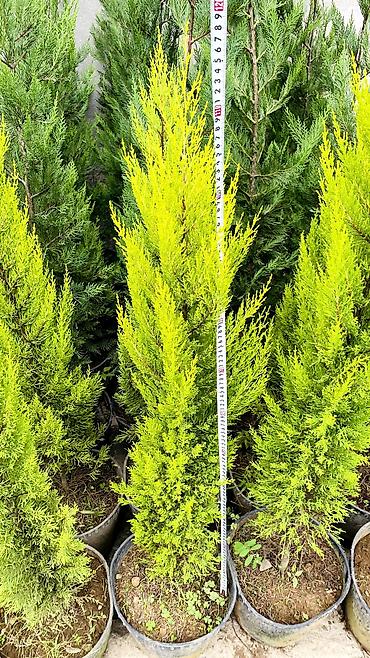 ağaç adları: Limonni yolka agacları çox münasib qiymətə satişda dibçəkdə böyüdülmüş — 1