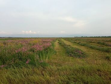 сколько стоит черепаха маленькая в бишкеке: Чоп сатылат беде полядан беребиз продается сено экспарцет с Поли