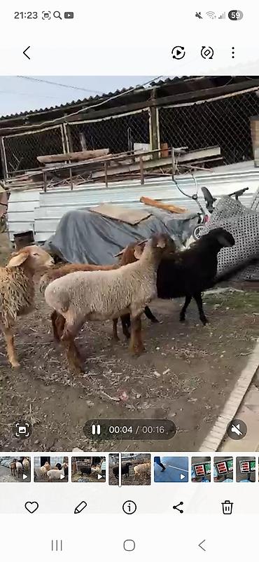 Баран, овца: Продаю | Баран (самец) | Полукровка | Для разведения | Племенные, Осеменитель — 2