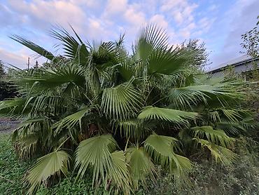 ucuz gul: Mexikan Fan Xurması (Washingtonia robusta) – iri ölçülü, çoxgövdəli — 3