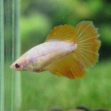 akvarium daslari: Betta disi HALFMOON dragon satilir ya da deyisdirilir canli