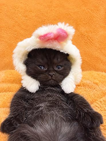 сколько стоит вислоухие котята: 🐾 Шотландские котята ищут любящих хозяев! 🐾 Малышам сейчас всего 4 — 10