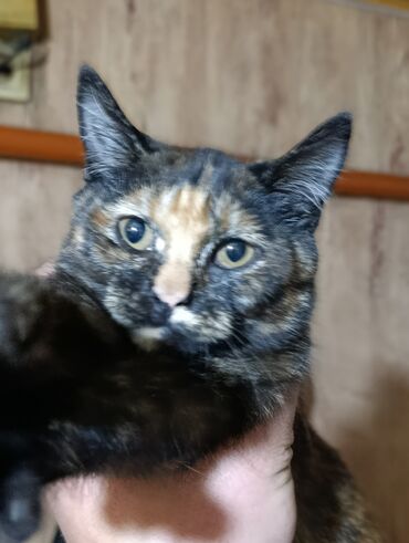 экзотическая короткошёрстная кошка: Котята — домашние компаньоны - Окрас: черепаховый (пестрый, с