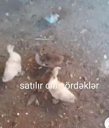 Satılır: cins ördəklər Məhsul təsviri: - Cins ördək balaları, sağlam