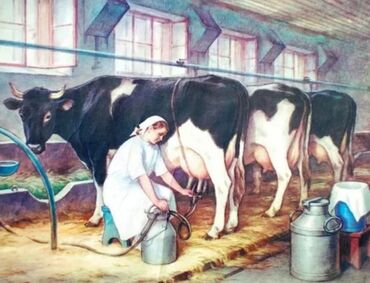 цветы на ошском рынке: 👩‍🌾👨‍🌾 Вакансия: Пастух и Доярка Требуются две семейные пары для