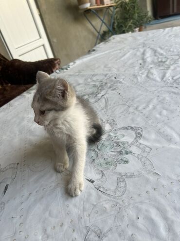 возьму собаку в добрые руки: Кошка даром: Беспородная, 2 месяца, Мальчик
