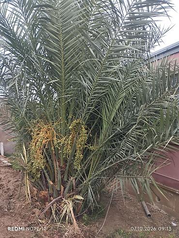 küknar ağacı: Xurma palmaları (Phoenix dactylifera) – çoxgövdəli, məhsuldar ağac - — 3