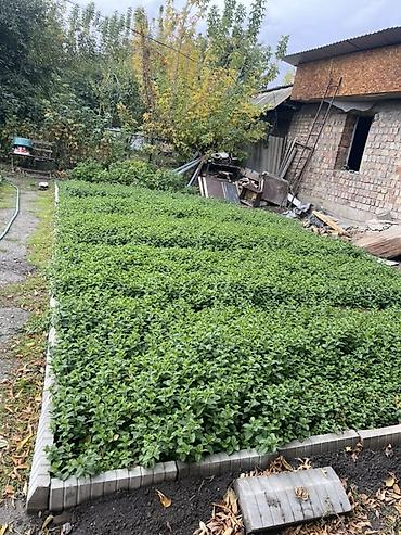 Көк чөптөр жана микро жашылчалар: Сатылат жеткирип берилет — 3