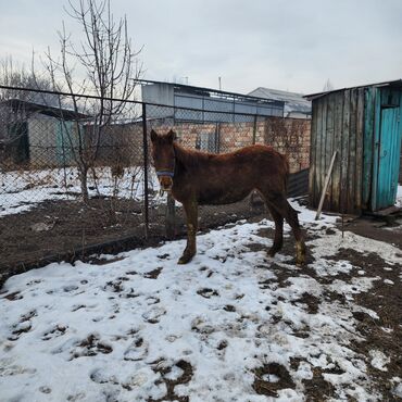 Лошади, кони: Продаю | Конь (самец), Жеребенок | Полукровка, Английская | Для разведения, Конный спорт — 3