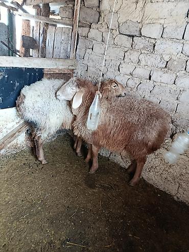 Баран, овца: Продаю | Овца (самка) | Для разведения | Матка — 5