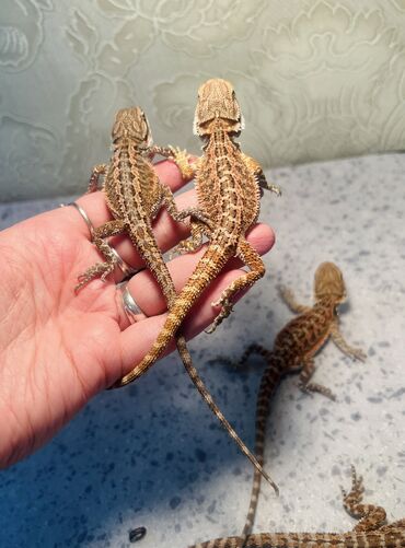 заяц живой: Продаются Бородатые агамы Pogona vitticeps het Hypo het Trans