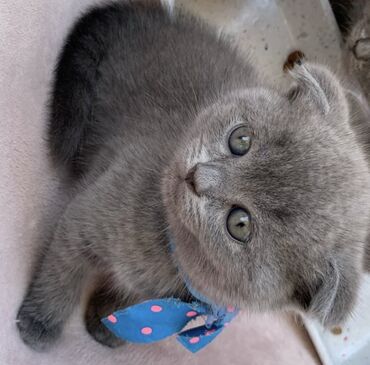 Pişiklər: Şotland yastı qulaq, Erkək, Dişi, Ödənişli çatdırılma, Ünvandan götürmə -da lalafo.az — 13 Pişiklər: Şotland yastı qulaq, Erkək, Dişi, Ödənişli çatdırılma, Ünvandan götürmə — 13