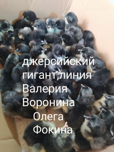 китайские куры: Продаю | Цыплята | Для разведения