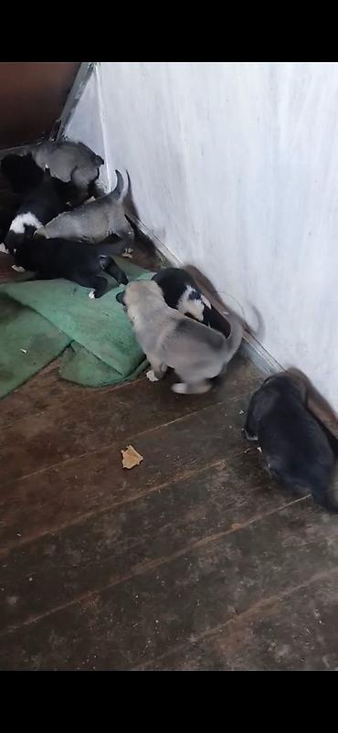 sibirski afcarka: Afcarka ve balaları satılır isdeyen olsa vapçatda yazsın 0507613355 — 5
