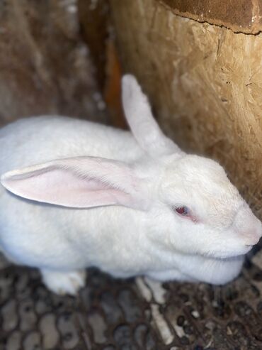 Другие животные: Продаю кроликов самец и самка