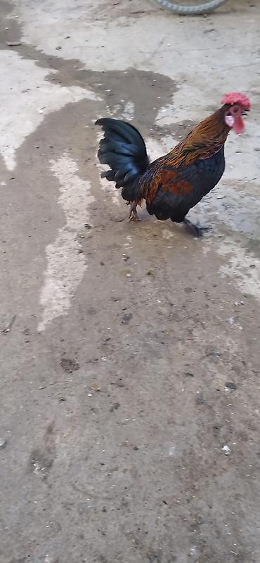 K/t heyvanları və malları: Yaponka Xoruz — 2