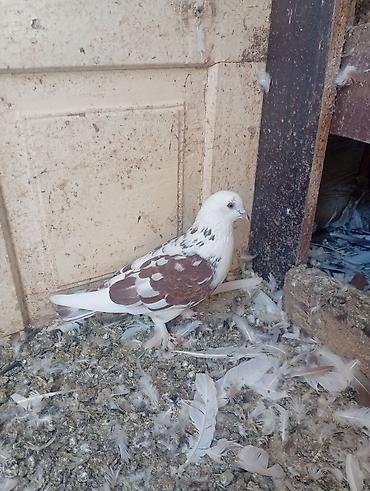 bulbul quşu satışı: SATILIR TUTULMA GÖYERCİNLERDİ TERGİZİLİR TEK TEK 10 M — 1