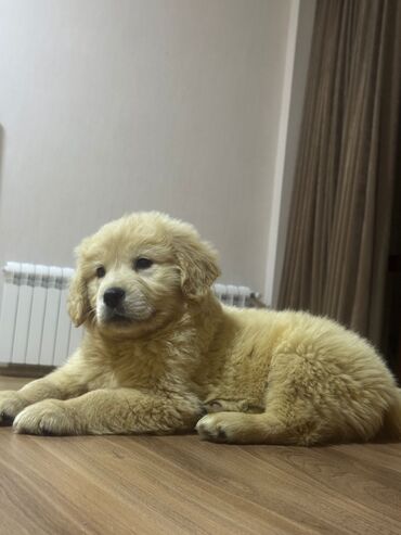 golden rotriver: Retriever, 2 ay, Erkek, Pulsuz çatdırılma
