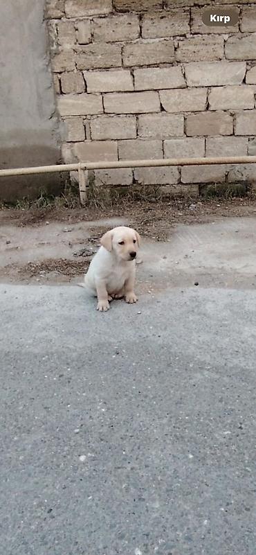 cau cau: Labrador-retriver, 2 ay, Dişi, Peyvəndli — 1