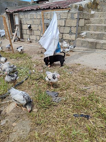 İtlər: ‼️ Təcili Satılır ‼️ Zvanok təmiz cins 3 aylıq Dişi Tam sağlam — 8