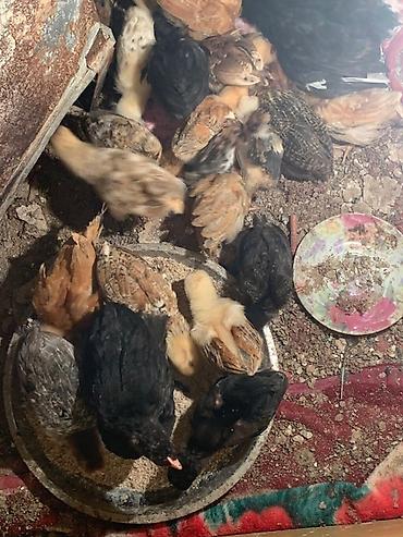 K/t heyvanları və malları: Toyuq cücələri, Damazlıq, Ünvandan götürmə — 1
