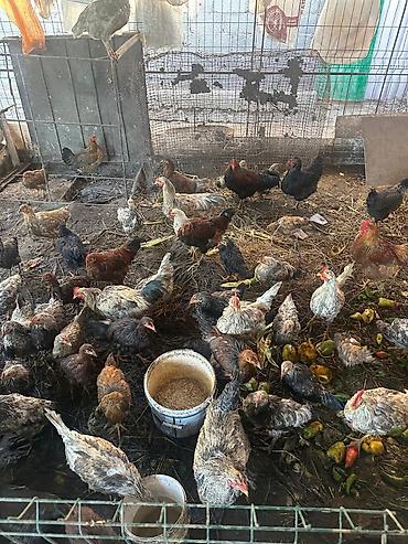 ордок чожо: Продаю | Куры | Домашняя | Для разведения — 1