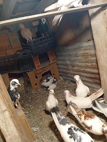 Heyvanlar: Salam hamsı satılır kom alan olsa 5 manatdan balalarda usdunde — 1
