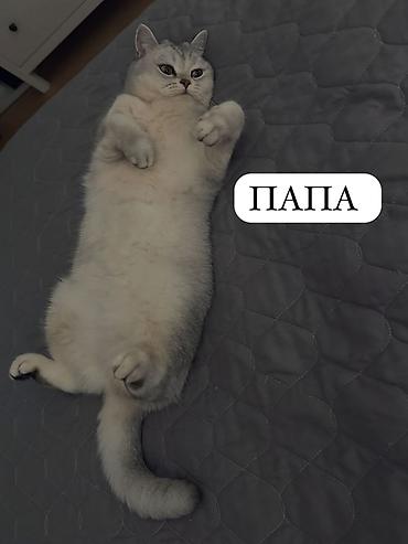 Продажа кошек: Продаются Шотландские котята (скоттиш-фолд) девочки и мальчики. Окрас — 6