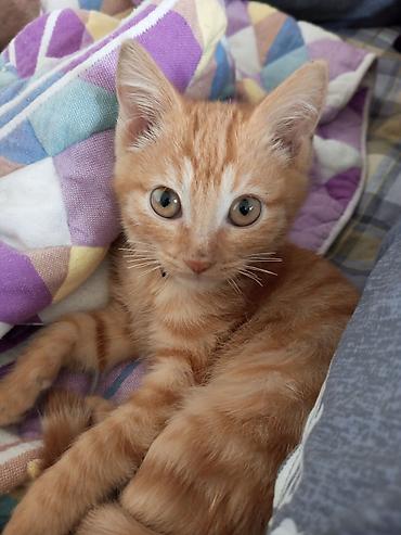 бенгалская кошка даром: Рыжий котёнок с полосатым мраморным окрасом. Крупные янтарные глаза — 2