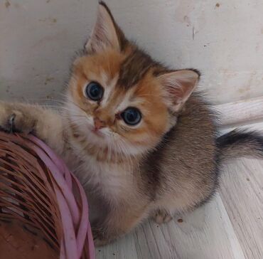 Pişiklər: Qızıl şinşilla, Dişi, Ünvandan götürmə — 20