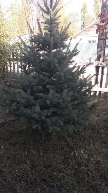 Декоративные деревья: Саженцы деревьев: Ели — 4