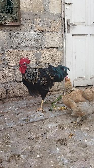 Quşlar: Satılır 11 ayliq xoruz . Aktiv ve saglam xoruzdu. Damazliq uçun — 3
