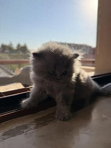 husky sekilleri: Şotland, Erkək, Dişi, Ünvandan götürmə — 2