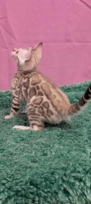 Продажа кошек: Бенгальская, 1 месяц, Девочка, Белый, Кастрирована, Приучена к лотку, Проглистована — 16