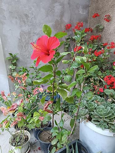 sitili: Satışda: dekorativ otaq və bağ bitkiləri - Echinopsis tipli tikanlı — 8