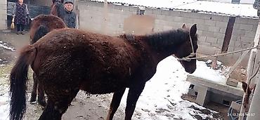 Лошади, кони: Продаю | Кобыла (самка) | На забой, Для разведения — 17