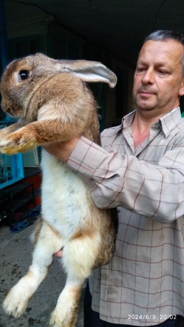 Dovşanlar: Flandr cinsli dovşanlar satılır. 2-3-4 aylıqlardı. Təmiz qandı. Ətlik -da lalafo.az — 5 Dovşanlar: Flandr cinsli dovşanlar satılır. 2-3-4 aylıqlardı. Təmiz qandı. Ətlik — 5