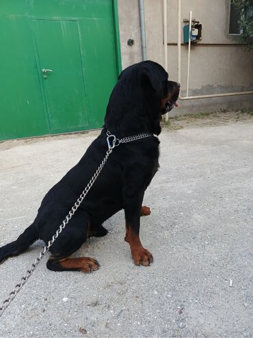 İtlər: Rotveyler, 1 il, Erkek