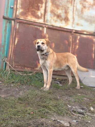 стрижка собак на дому недорого: Алабай, 2 года, Самец, С прививкой