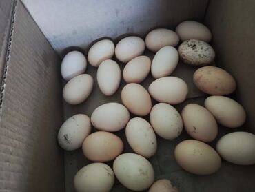 яйцо кур: Яйца порода (брама) для выведения