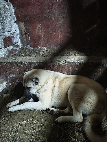 kangal satilik: Kanqal, 7 ay, Dişi, Peyvəndli — 8
