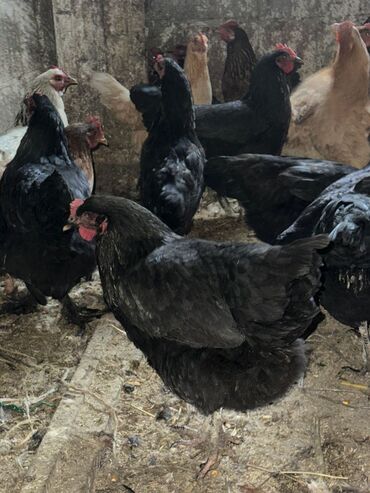 приму в дар собаку: Куры домашние, яичные и мясо-яичной направленности, разноцветные