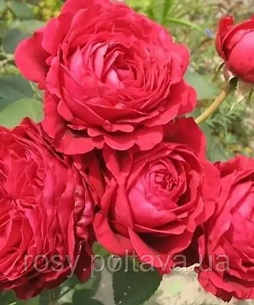 Роза: Садовые розы (кустарниковые/чайно-гибридные, множество сортов) - — 12